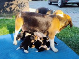 Beagle Welpen Tricolor - Reinrassig (noch 4 Welpen)