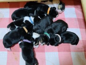 Beagle Welpen Tricolor - Reinrassig