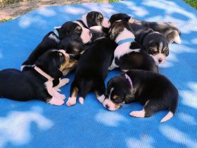 Beagle Welpen Tricolor - Reinrassig (noch 5 Welpen)