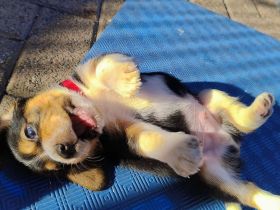 Beagle Welpen Tricolor - Reinrassig (noch 4 Welpen)