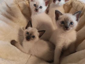 Siam Kitten / Lilac Point / Seal Point