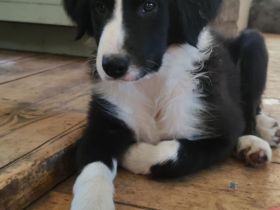 Liebevoll aufgezogene, reinrassige Border Collie Welpen suchen ein neues Zuhause