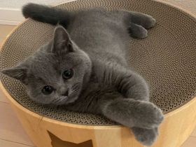Reinrassige BKH Katze zu verkaufen