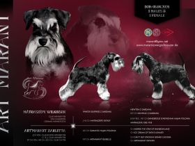 Zwergschnauzer Welpen schwarz-silber PSK/VDH