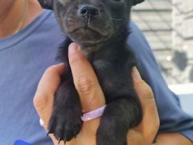 Chihuahua Welpen