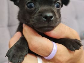 Chihuahua Welpen