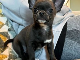 Bezaubernde Chihuahua-Welpe (weiblich) sucht ein liebevolles Zuhause für immer