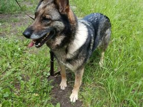 Melissa, sehr lieb zu Mensch und Hund