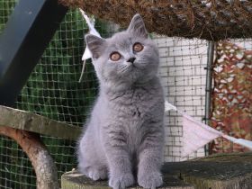 Reinrassige Britischkurzhaar Kitten mit Stammbaum von Züchter