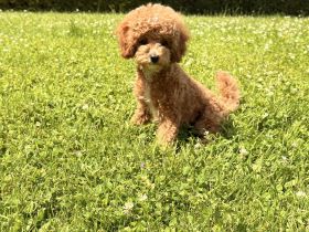 🐩 Wunderschöne Toypudel-Hündin „Alani“ mit Stammbaum sucht ihr Traumzuhause 🏡