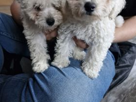 Biete Bishon Frise Welpen (Mädels)