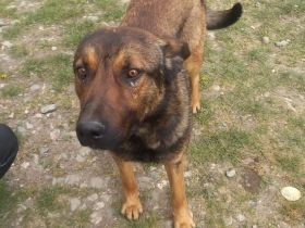 Freundlicher und intelligenter Malinois-Mischling Lionel