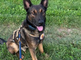 Freundlicher und intelligenter Malinois-Mischling Lionel