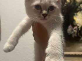 BKH Britisch Kurzhaar Siam Mix Kitten Katzen