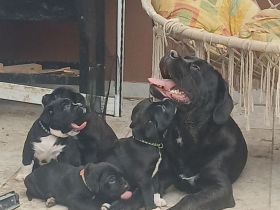 Carne Corso Presa Canario