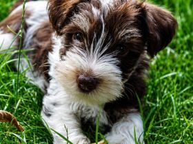 Zwergschnauzer American Schnauzer Welpen