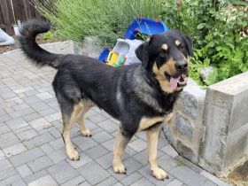 Zuhause gesucht für Hunter