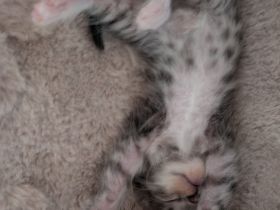 Maine Coon Mix