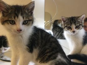 Norwegische Waldkatze Kitten