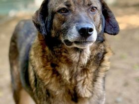 Asterix, ein stattlicher Rüde, 7 Jahre alt, sucht ein Zuhause für den Rest seines Lebens