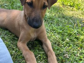 Deutscher Pinscher x Whippet Mix Welpe