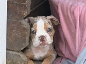 New Englisch Bulldog, Continental Bulldog, Oeb