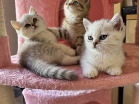 Reinrassige BKH Kitten mit exzellentem FiFe-Stammbaum, mehrfach ausgezeichnet, geimpft, gechippt