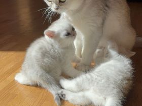 Reinrassige BKH Kitten mit exzellentem FiFe-Stammbaum, mehrfach ausgezeichnet, geimpft, gechippt