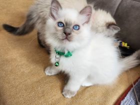 Abgabebereite Heilige Birma Kitten