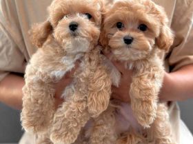 🐶 F1 Maltipoo-Welpen zur Adoption verfügbar – 🐶