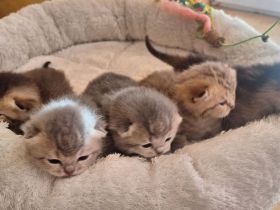 BKH reinrassig Kitten Black golden shaded Chocolate mackerel tabby Blue golden schaded
