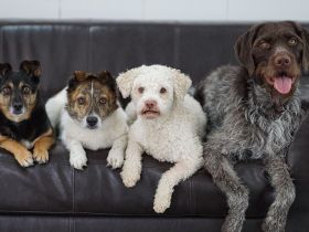 Hundetagesbetreuung, HUTA, Hundetagesstätte They Care Dogs in Linden bei Gießen
