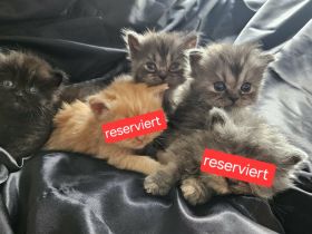 Britisch Persisch langhaar