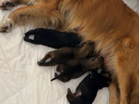 3 Süße Harzer Fuchs Welpen, Altdeutscher Schäferhund