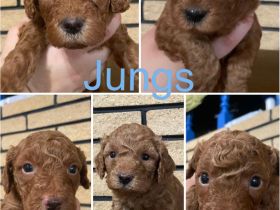 Goldendoodle Welpen ab sofort besuchsbereit