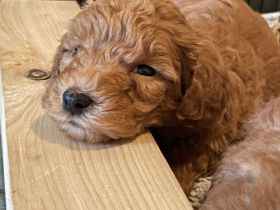 Goldendoodle Welpen ab sofort besuchsbereit