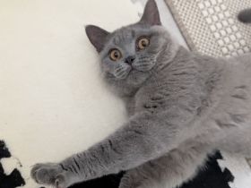 Bkh Britisch Kurzhaar Kitten Reinrassig