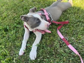 Staffordshire Terrier