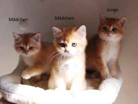 BKH Kitten Baby Katze Kater Mädchen Junge golden shaded, golden blue, point, weiß Britisch Kurzhaar
