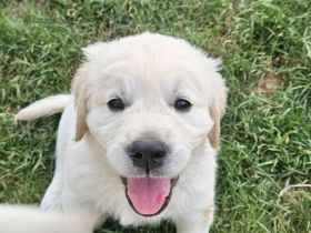 Wunderschöne Golden Retriever Welpen aus toller Verpaarung