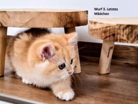BKH Mädchen Katze Kitten Britisch Kurzhaar mit Stammbaum golden shaded