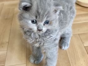 BKH Kitten