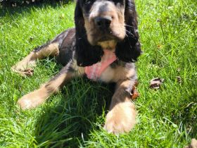 Englische Cockerspaniel