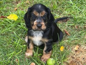 Englische Cockerspaniel