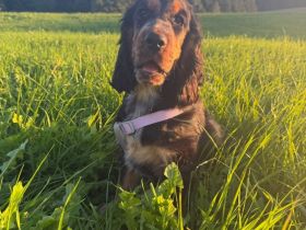 Englische Cockerspaniel