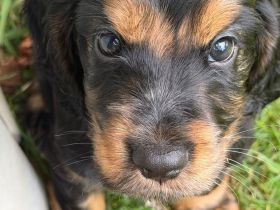 Englische Cockerspaniel