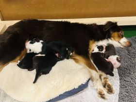 Australian Shepherd