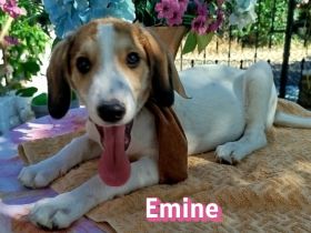 Emine, Ewalt, Ernst, Erwin und Egon, 03/26 - 5 Baby´s suchen ihr Glück