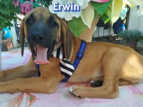 Erwin 03/26 - Bracken Baby´s suchen ihr Glück