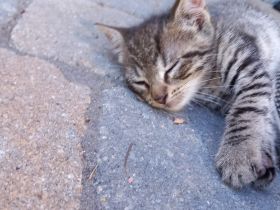 Katzenbabys